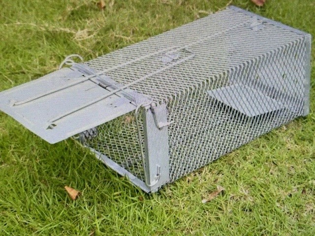 LARGE RAT TRAP 35 x 17.5cm LARGE RAT TRAP 35 x 17.5cm